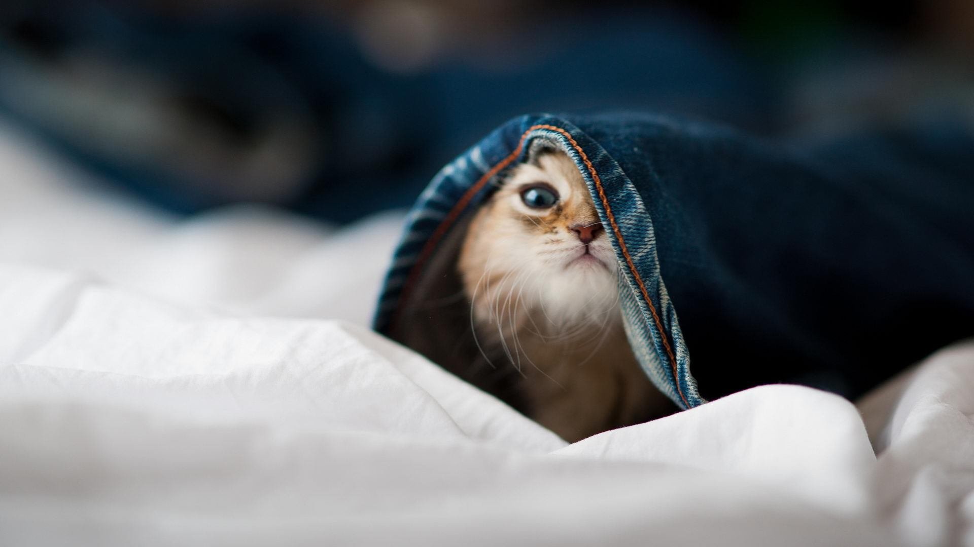 “英超领跑球队开启新一轮攻势”,英超son