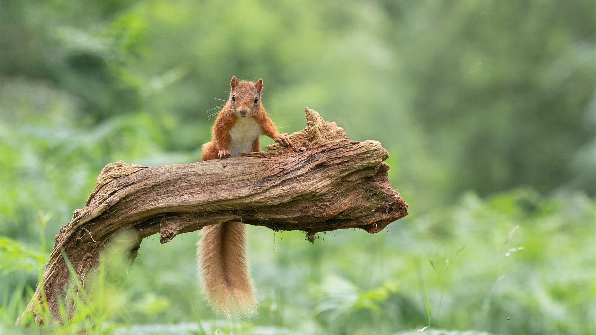 “英超领跑球队开启新一轮攻势”,英超son