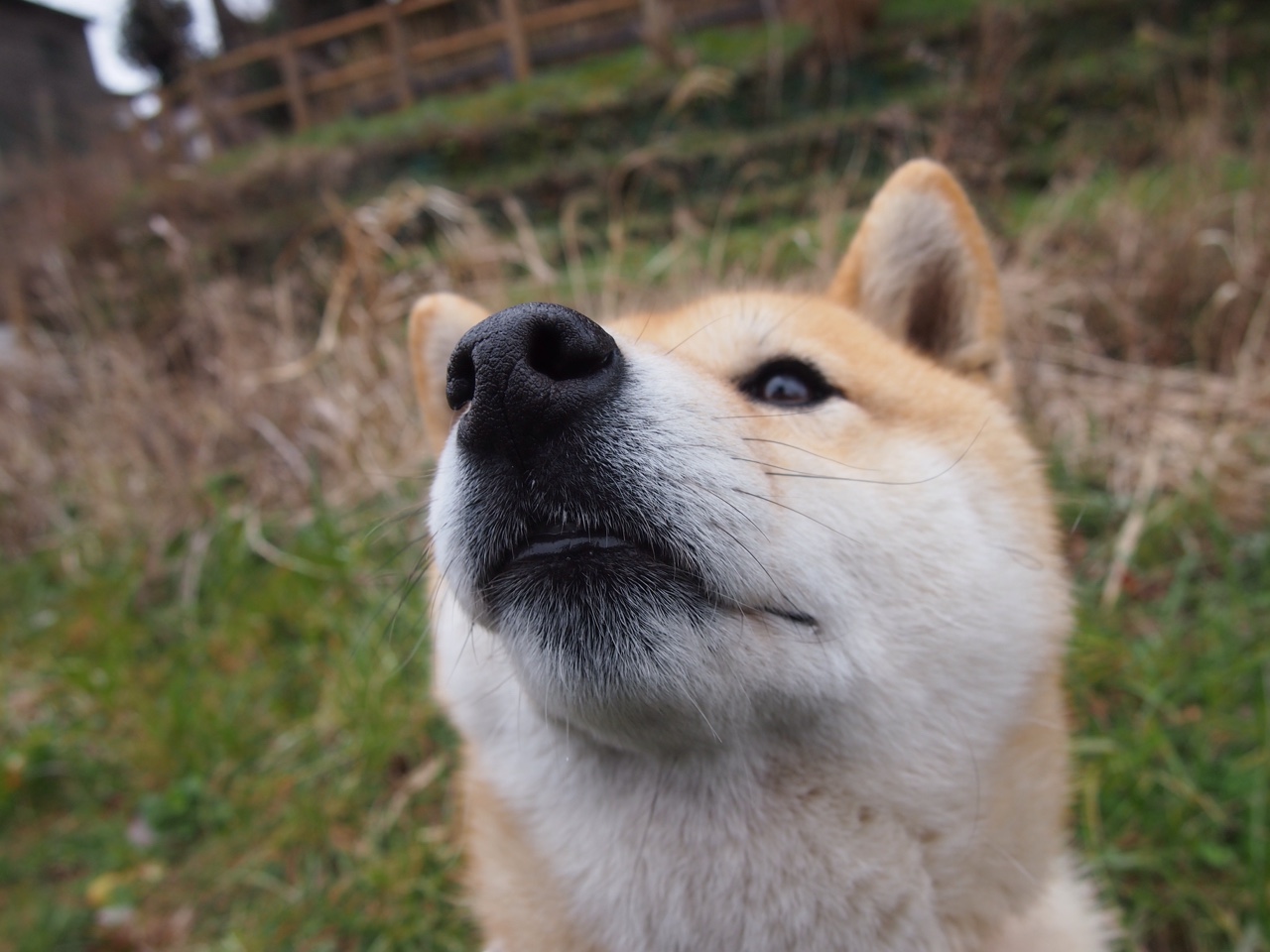 “超级劲旅崛起:黑马球队的逆袭故事”