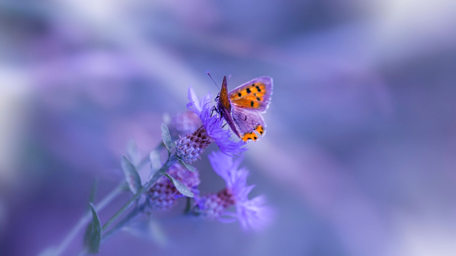 “西甲劲旅捍卫荣誉,战况激烈升级”,意甲老牌劲旅