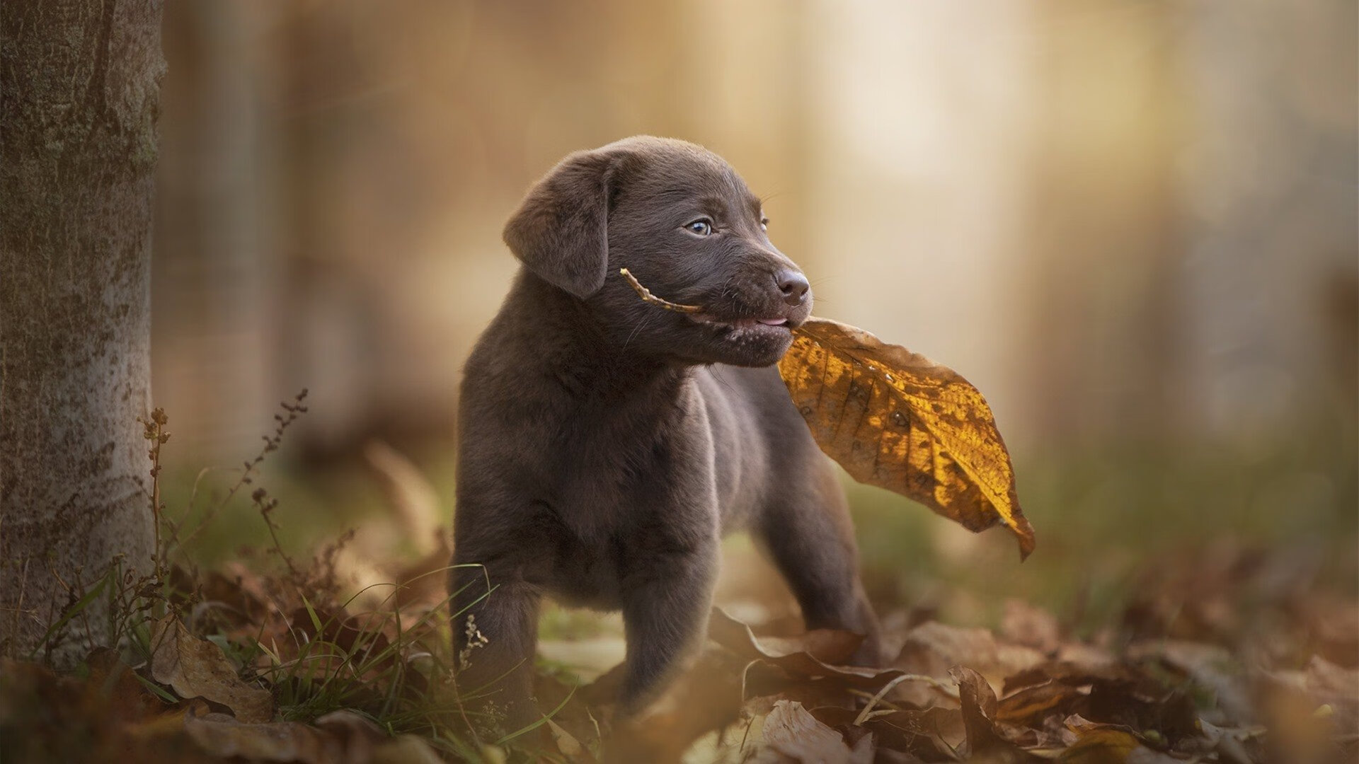 开云LOL-新时代的“黑科技”篮球：智能传感器如何改变比赛策略？，体育比赛传感器